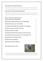 Vorschau - Stundenentwürfe - Alles rund ums Eichhörnchen - Aufgaben und Lösungen - Seite 2