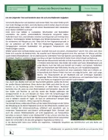 Vorschau - Arbeitsblätter - Ökologie - Aufbau des Ökosystems Wald - Seite 1