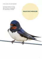 Vorschau - Arbeitsblätter - Zugvögel im Herbst – Arbeitsblätter & Bildkarten - Seite 3