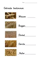 Vorschau - Arbeitsblätter - Getreide Arbeitsblatt - interaktives PDF mit Lösungsblatt - Seite 2