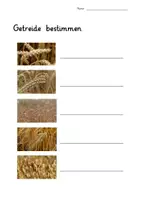 Vorschau - Arbeitsblätter - Getreide Arbeitsblatt - interaktives PDF mit Lösungsblatt - Deckblatt