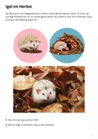 Vorschau - Präsentationen/Tafelbilder - Waldtiere im Herbst und Winter – 18 Bildkarten - Seite 2