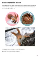Vorschau - Arbeitsblätter - KOSTENLOS: Eichhörnchen im Herbst und Winter - Seite 3