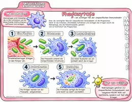 Vorschau - Stundenentwürfe - Unspezifische Immunabwehr / Immunbiologie - Seite 2