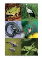 Vorschau - Stundenentwürfe - Frösche, Störche und andere Teichbewohner - Deckblatt