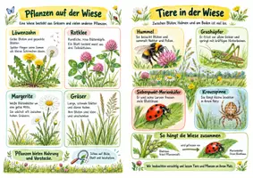 Vorschau - Merkblätter - Wiesentiere und Wiesenpflanzen Spickzettel - Sachunterricht Klasse 3–4 - Seite 3