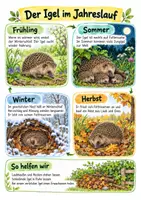 Vorschau - Merkblätter - Der Igel im Jahreslauf Spickzettel - Sachunterricht Klasse 3–4 - Seite 2