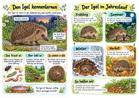 Vorschau - Merkblätter - Der Igel im Jahreslauf Spickzettel - Sachunterricht Klasse 3–4 - Seite 3
