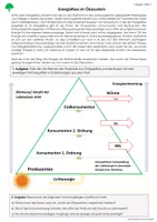 Vorschau - Arbeitsblätter - Energiefluss im Ökosystem (inkl. Lösungen) - Seite 3