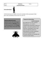 Vorschau - Präsentationen/Tafelbilder - Informationstexte Mundwerkzeuge Insekten - Seite 2