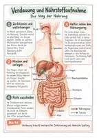 Vorschau - Merkblätter - Verdauung und Nährstoffaufnahme – Spickzettel | Biologie | Klasse 7–9 - Seite 1