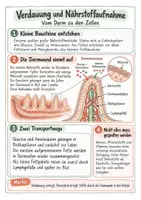 Vorschau - Merkblätter - Verdauung und Nährstoffaufnahme – Spickzettel | Biologie | Klasse 7–9 - Seite 2