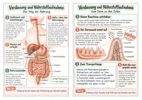 Vorschau - Merkblätter - Verdauung und Nährstoffaufnahme – Spickzettel | Biologie | Klasse 7–9 - Seite 3
