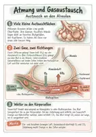 Vorschau - Merkblätter - Atmung und Gasaustausch - Spickzettel | Biologie | Klasse 7–9 - Seite 2