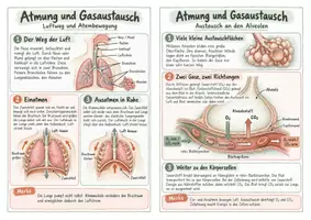 Vorschau - Merkblätter - Atmung und Gasaustausch - Spickzettel | Biologie | Klasse 7–9 - Seite 3