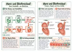 Vorschau - Merkblätter - Herz und Blutkreislauf - Spickzettel | Biologie | Klasse 7–9 - Seite 3