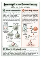 Vorschau - Merkblätter - Immunsystem und Immunisierung - Spickzettel | Biologie | Klasse 8–10 - Seite 2