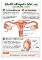 Vorschau - Merkblätter - Körper & Gesundheit - Spickzettel-Materialpaket | Biologie | Klasse 5–10 - Seite 3