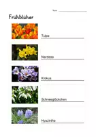 Vorschau - Arbeitsblätter - AB Frühblüher - interaktives PDF - mit Lösungsblatt - Seite 1