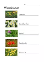Vorschau - Arbeitsblätter - Wiesenblumen AB (10 Blumen) - interaktives PDF mit Lösung - Seite 1