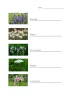 Vorschau - Arbeitsblätter - Wiesenblumen AB (10 Blumen) - interaktives PDF mit Lösung - Seite 2