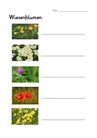 Vorschau - Arbeitsblätter - Wiesenblumen AB (10 Blumen) - interaktives PDF mit Lösung - Deckblatt
