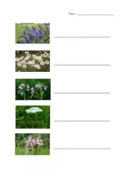 Vorschau - Arbeitsblätter - Wiesenblumen AB (10 Blumen) - interaktives PDF mit Lösung - Seite 3