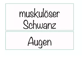Vorschau - Arbeitsblätter - Materialpaket Fischotter, Tier des Jahres 2021, Otter, Lesekartei, Arbeitsblätter, Poster - Seite 3