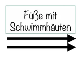 Vorschau - Poster - Poster Körperbau Otter - Seite 3