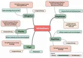 Vorschau - Arbeitsblätter - Mind-Map Diversität der Wirbeltiere + E-learning Angebot - Seite 2