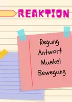 Vorschau - Spiele - Sag-es-nicht Spiel zur Reiz-Reaktion Verhaltensbiologie Reiz-Reaktionskette Sinnesorgane Sinne - Seite 3