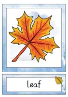 Vorschau - Stundenentwürfe - Flashcards fall / autumn (wordcards and picturecards) - Seite 2