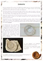 Vorschau - Arbeitsblätter - Gruppenpuzzle - Fossilien - Seite 1