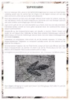Vorschau - Arbeitsblätter - Gruppenpuzzle - Fossilien - Seite 2