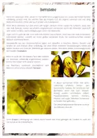Vorschau - Arbeitsblätter - Gruppenpuzzle - Fossilien - Seite 3