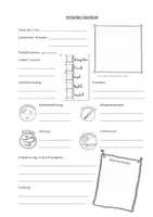 Vorschau - Arbeitsblätter - AB Wirbeltiersteckbrief mit Visualisierungen/Sketchnotes - Seite 1