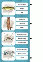 Vorschau - Stationenlernen - Tiere am und im Gewässer - Klammerkarten - Seite 3