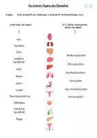 Vorschau - Arbeitsblätter - Arbeitsblatt "Innere Organe des Menschen" (3fach differenziert) - Seite 2
