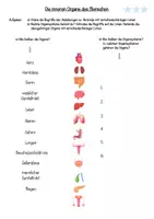 Vorschau - Arbeitsblätter - Arbeitsblatt "Innere Organe des Menschen" (3fach differenziert) - Seite 3
