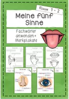 Vorschau - Arbeitsblätter - Sinne: Tafelaushänge/ Plakate und Arbeitsblätter zu den Bestandteilen der Sinnesorgane (Sachunterricht Grundschule) - Deckblatt