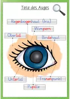 Vorschau - Arbeitsblätter - Sinne: Tafelaushänge/ Plakate und Arbeitsblätter zu den Bestandteilen der Sinnesorgane (Sachunterricht Grundschule) - Seite 2
