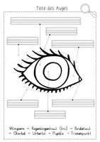 Vorschau - Arbeitsblätter - Sinne: Tafelaushänge/ Plakate und Arbeitsblätter zu den Bestandteilen der Sinnesorgane (Sachunterricht Grundschule) - Seite 3