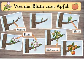 Vorschau - Bildkarten - Von der Blüte zum Apfel: Cliparts (Bild- und Wortkarten für schöne Tafelbilder) - Deckblatt