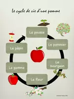 Vorschau - Arbeitsblätter - Französisch Grundschule Cycle de vie d'une pomme - Seite 2