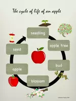 Vorschau - Arbeitsblätter - Englisch Grundschule "Apples: Cycle of life" - Seite 2