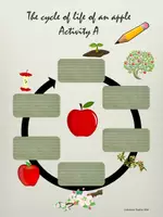 Vorschau - Arbeitsblätter - Englisch Grundschule "Apples: Cycle of life" - Seite 3