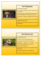 Vorschau - Aufgabenkarten - Herbstliche Abschreibkartei für Deutsch - Seite 3