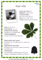 Vorschau - Poster - Laubbäume - Steckbriefe - Seite 1