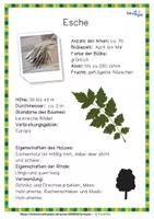 Vorschau - Poster - Laubbäume - Steckbriefe - Seite 2