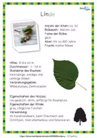 Vorschau - Poster - Laubbäume - Steckbriefe - Seite 3